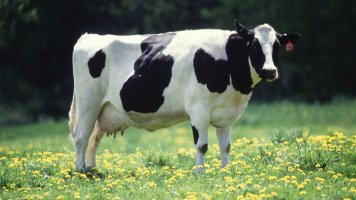 🐄